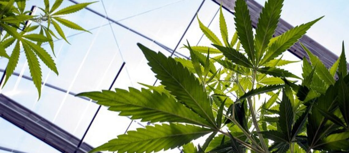 The_latest_on_Utah_s_medical_cannabis_ba_0_49060854_ver1.0_640_360